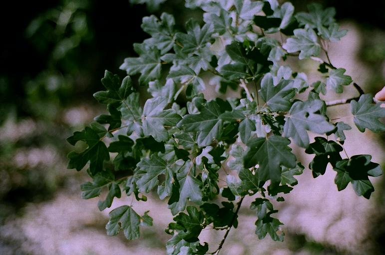 alberi forestali